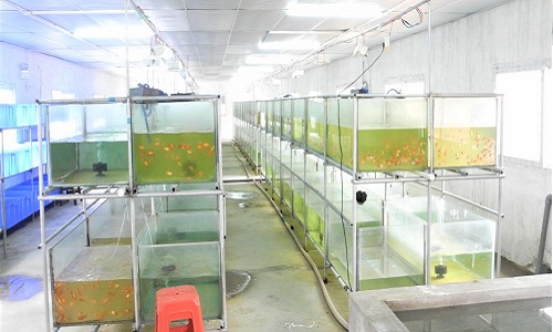 Fish Farm in China 12