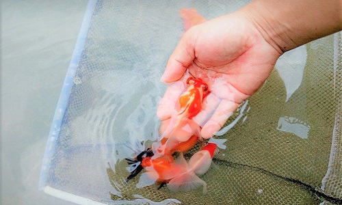 Fish Farm in China 11