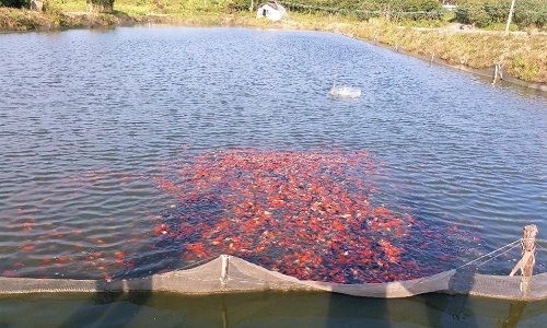 Fish Farm in China 6