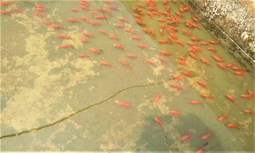 Fish Farm in China 7