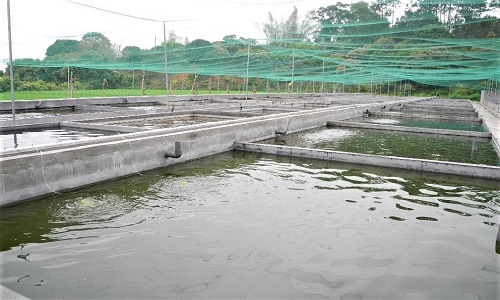 Fish Farm in China 3