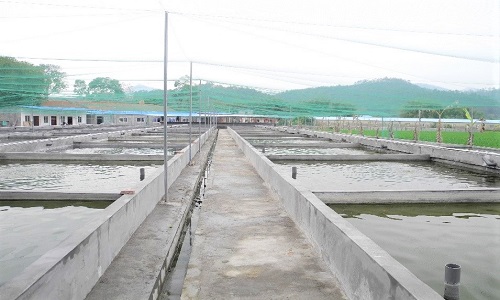 Fish Farm in China 4