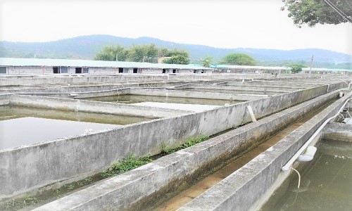 Fish Farm in China 5