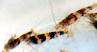 bee shrimp