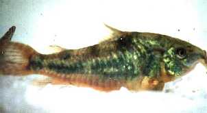 Mottle Cory