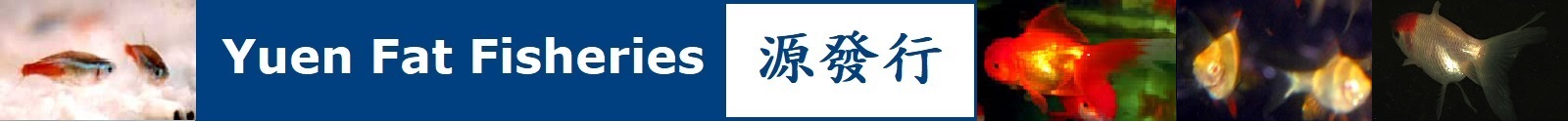 yfbanner